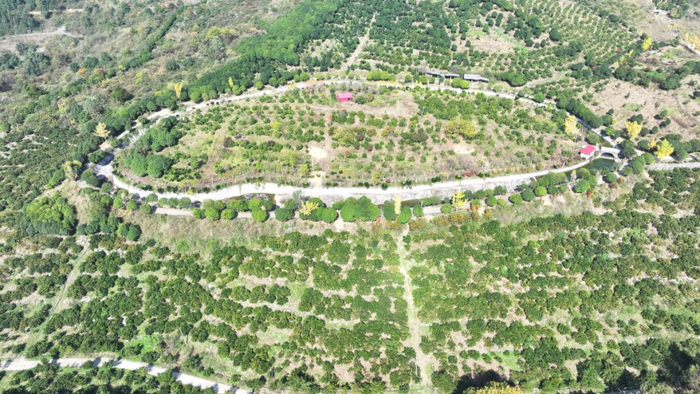 邵陽縣蔡橋鄉(xiāng)福林村：昔日煤礦採空區(qū) 今朝果香飄滿山