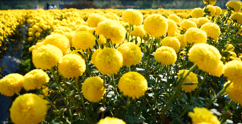 皖休寧縣：加快產業(yè)綠色轉型 全力推進全面振興