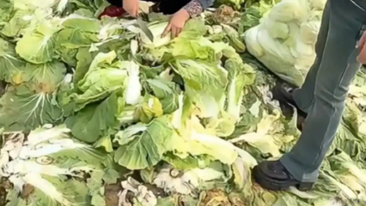 網(wǎng)絡(luò)造謠「免費(fèi)採白菜」引發(fā)哄搶 土地承包人稱損失達(dá)100萬元