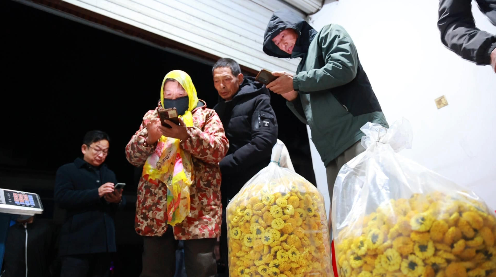 【黃山「鎮(zhèn)」能量】皖歙縣溪頭鎮(zhèn)：貢菊皇菊購銷兩旺
