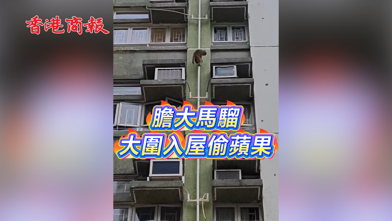 有片丨膽大馬騮 大圍入屋偷蘋(píng)果