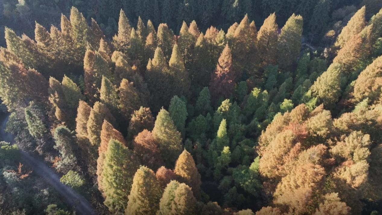 湖南新寧：層林盡染紫雲(yún)山 千年古境展新顏