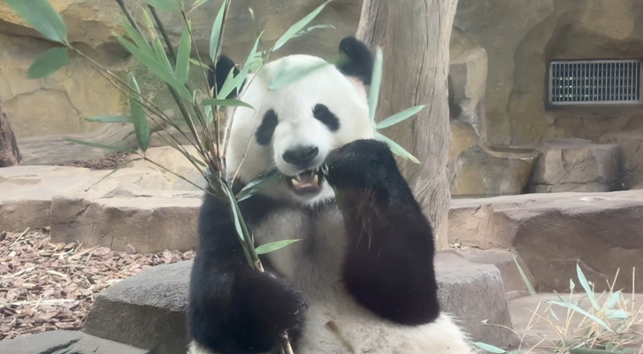 大熊貓圈養(yǎng)種群數(shù)量達(dá)808只 