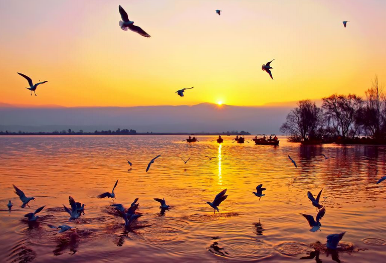 候鳥(niǎo)變「留鳥(niǎo)」：四川邛海鳥(niǎo)類(lèi)達(dá)310種創(chuàng)歷年新高