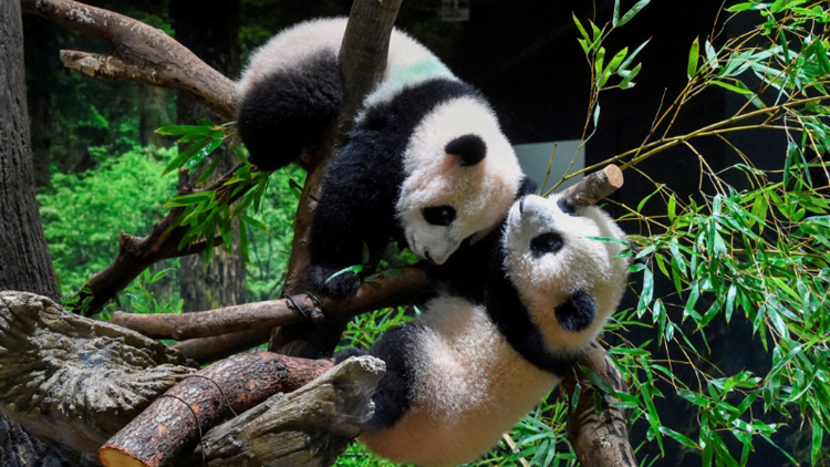 日本粉絲擔(dān)心中日關(guān)係惡化影響新熊貓前赴日本