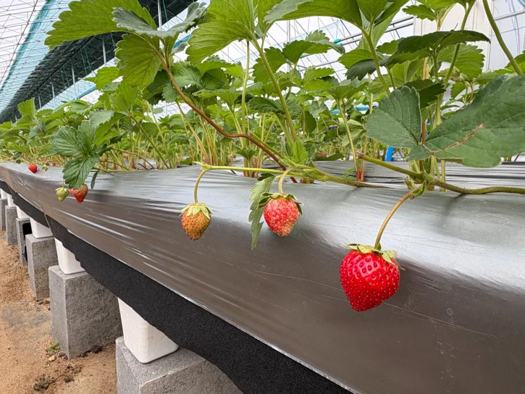 從一株苗到418億品牌！丹東草莓百年逆襲成「中國莓王」