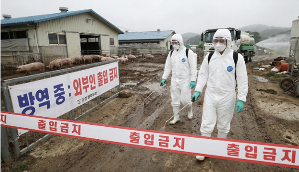 韓國(guó)發(fā)生非洲豬瘟疫情 政府發(fā)布「嚴(yán)重」級(jí)危機(jī)警報(bào)