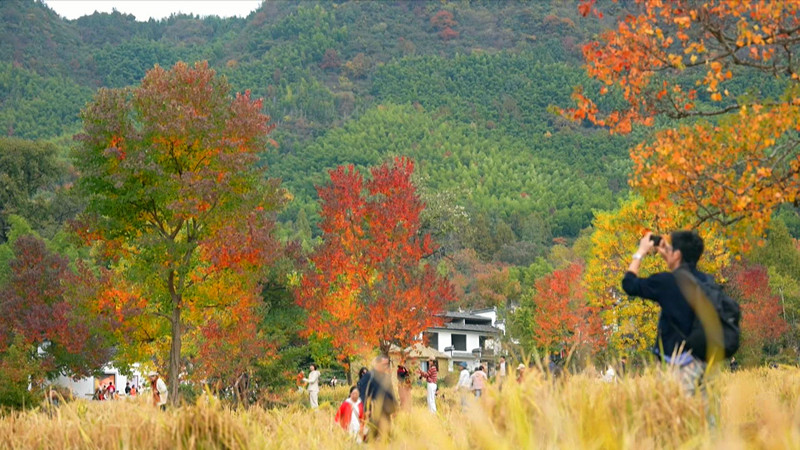 色彩療愈+文化康養(yǎng) 皖黟縣秋冬旅遊熱火帶動消費(fèi)活力釋放