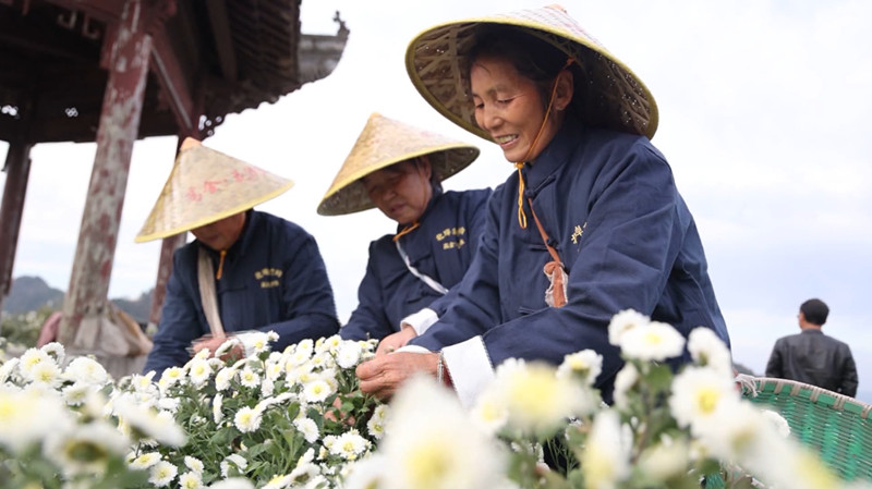 皖歙縣：創(chuàng)新推行「一物一碼」 黃山貢菊誠(chéng)信「亮碼」