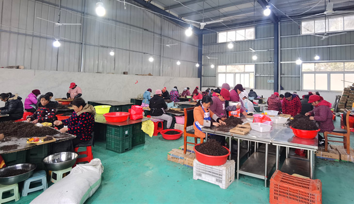 皖黟縣：「共富工坊」促增收 產(chǎn)業(yè)發(fā)展活力足