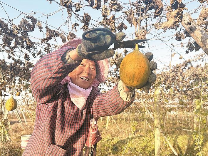 安徽巢湖市：金瓜蔞種出「致富經(jīng)」