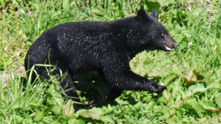 日本4月至11月共230人遭到熊襲擊 傷亡人數(shù)創(chuàng)新高