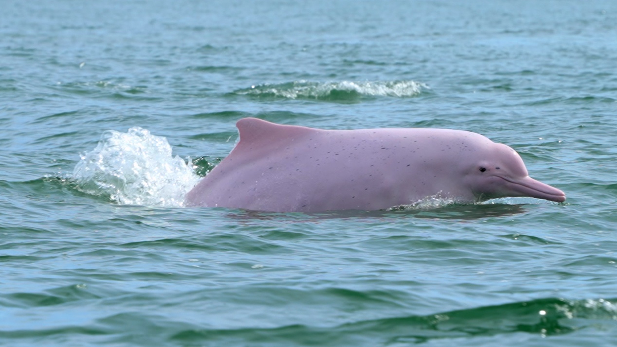     國際視野下的嶺南生態(tài)奇觀  自然類紀(jì)錄片《野性廣東》7日起全球同步播出