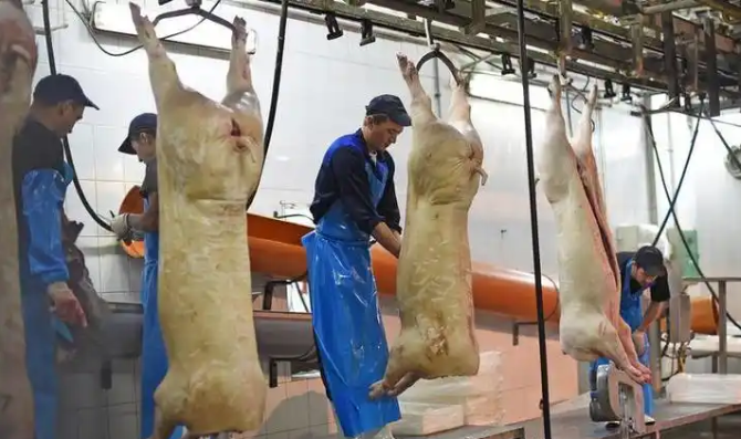 西班牙非洲豬瘟疫情 懷疑是實驗室洩漏釀禍