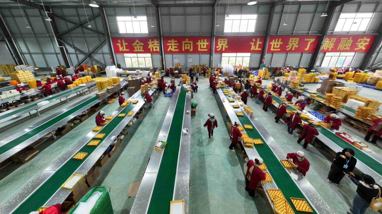 融安金桔借標(biāo)準(zhǔn)與認(rèn)證「闖」大灣區(qū) 全產(chǎn)業(yè)鏈產(chǎn)值近百億助力鄉(xiāng)村振興