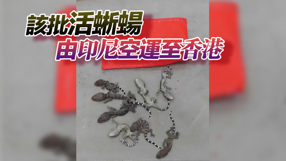海關(guān)檢獲34隻懷疑受管制瀕危物種活蜥蜴 市值2.04萬(wàn)元