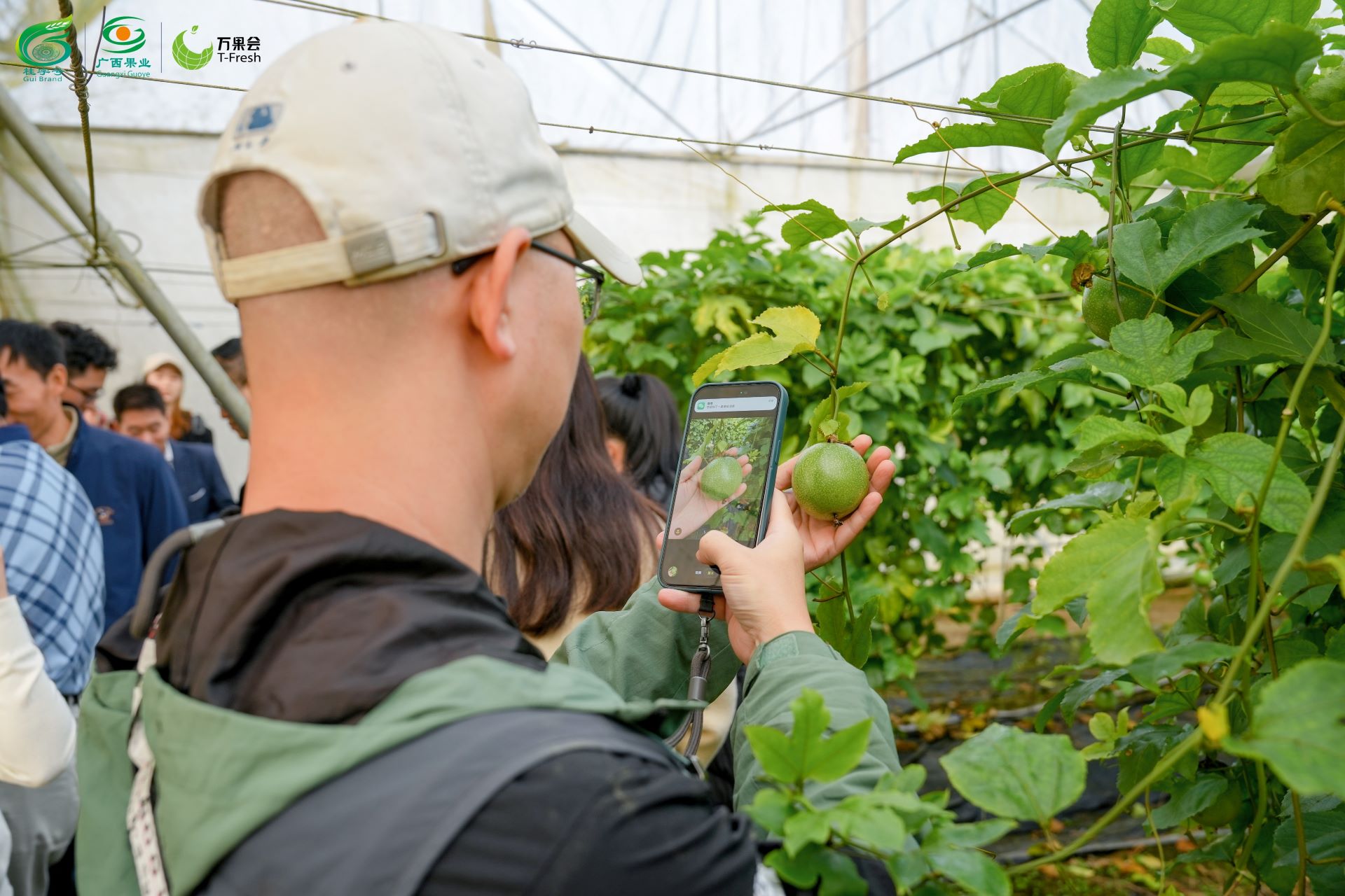 廣西沉浸式溯源產(chǎn)銷對接助「桂果」暢銷全國