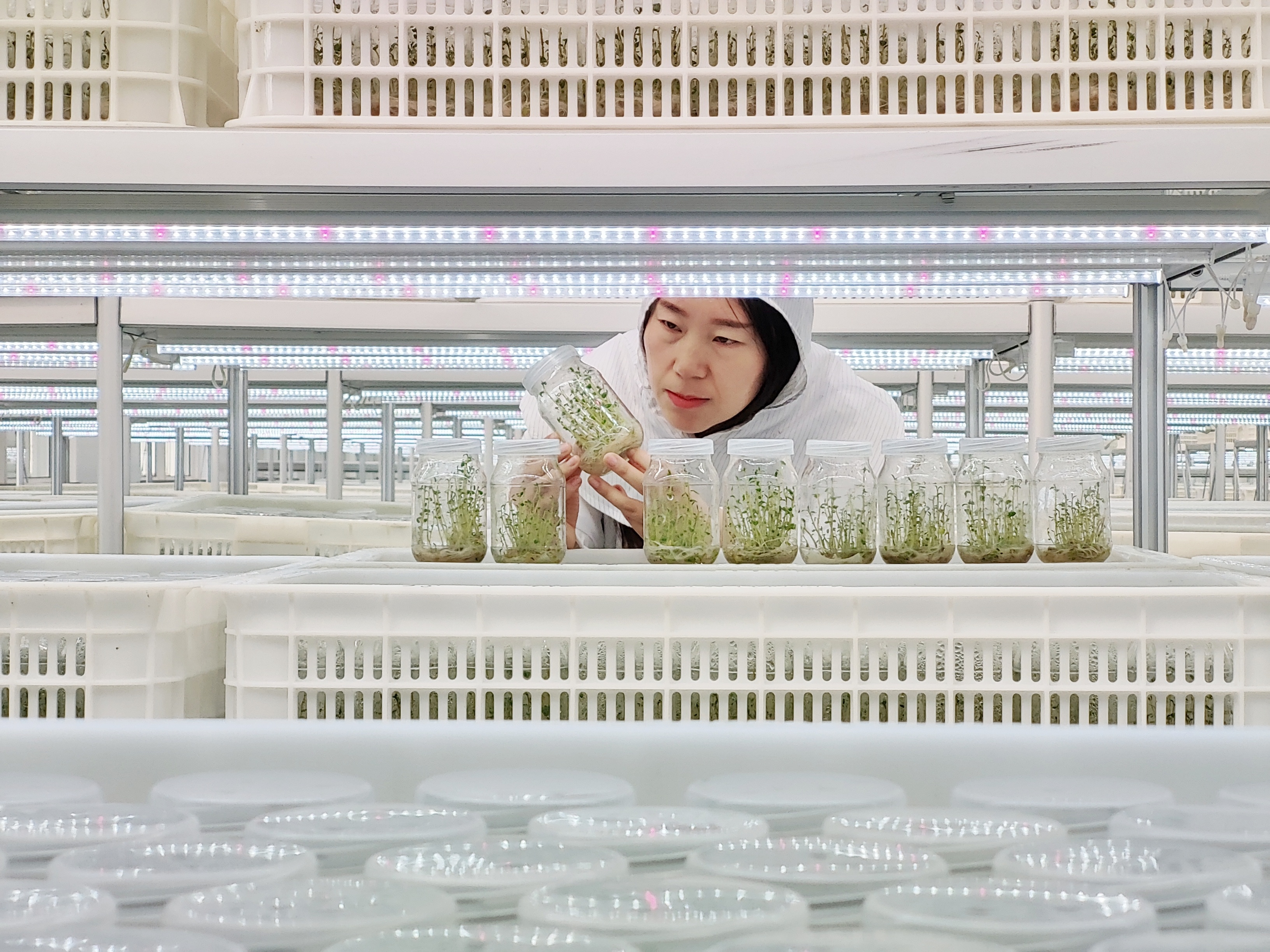 技術(shù)人員在組培車間檢查組培苗.jpeg