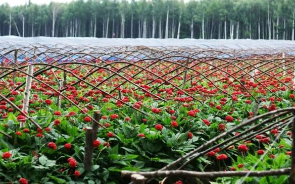 位於撫松的長白山人參種植聯(lián)盟標(biāo)準(zhǔn)化生產(chǎn)示範(fàn)基地 新華社資料圖.jpg