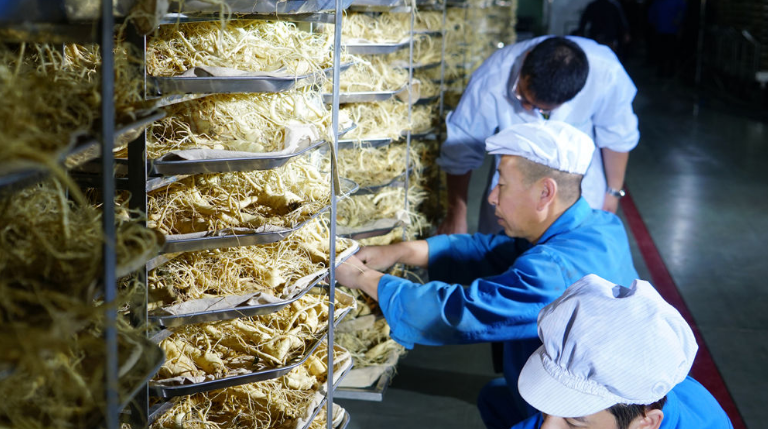 通化集安益盛漢參產(chǎn)業(yè)園人參生產(chǎn)加工車間 新華社資料圖.jpg