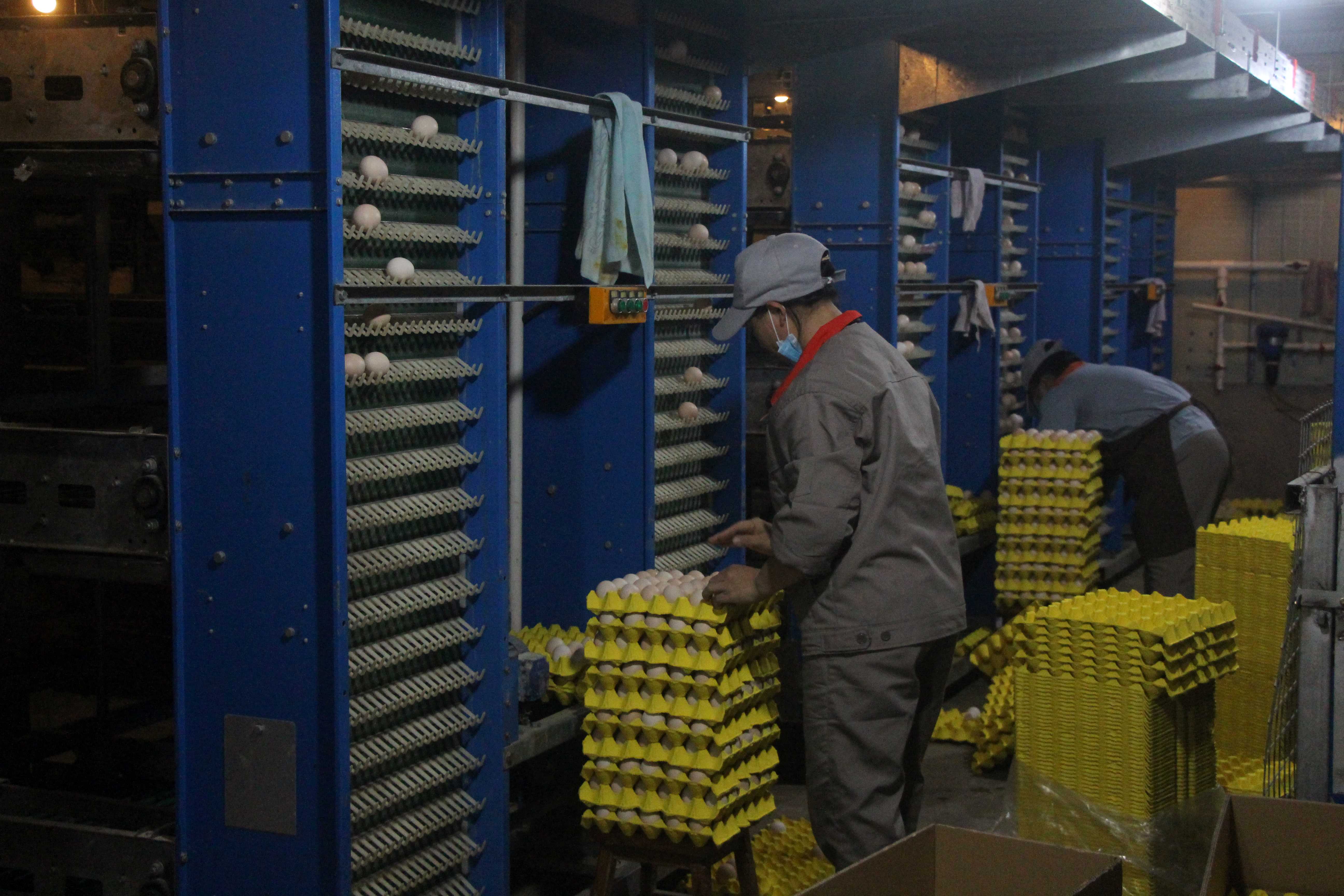 圖三:工作人員在雞舍中打包富硒雞蛋.JPG