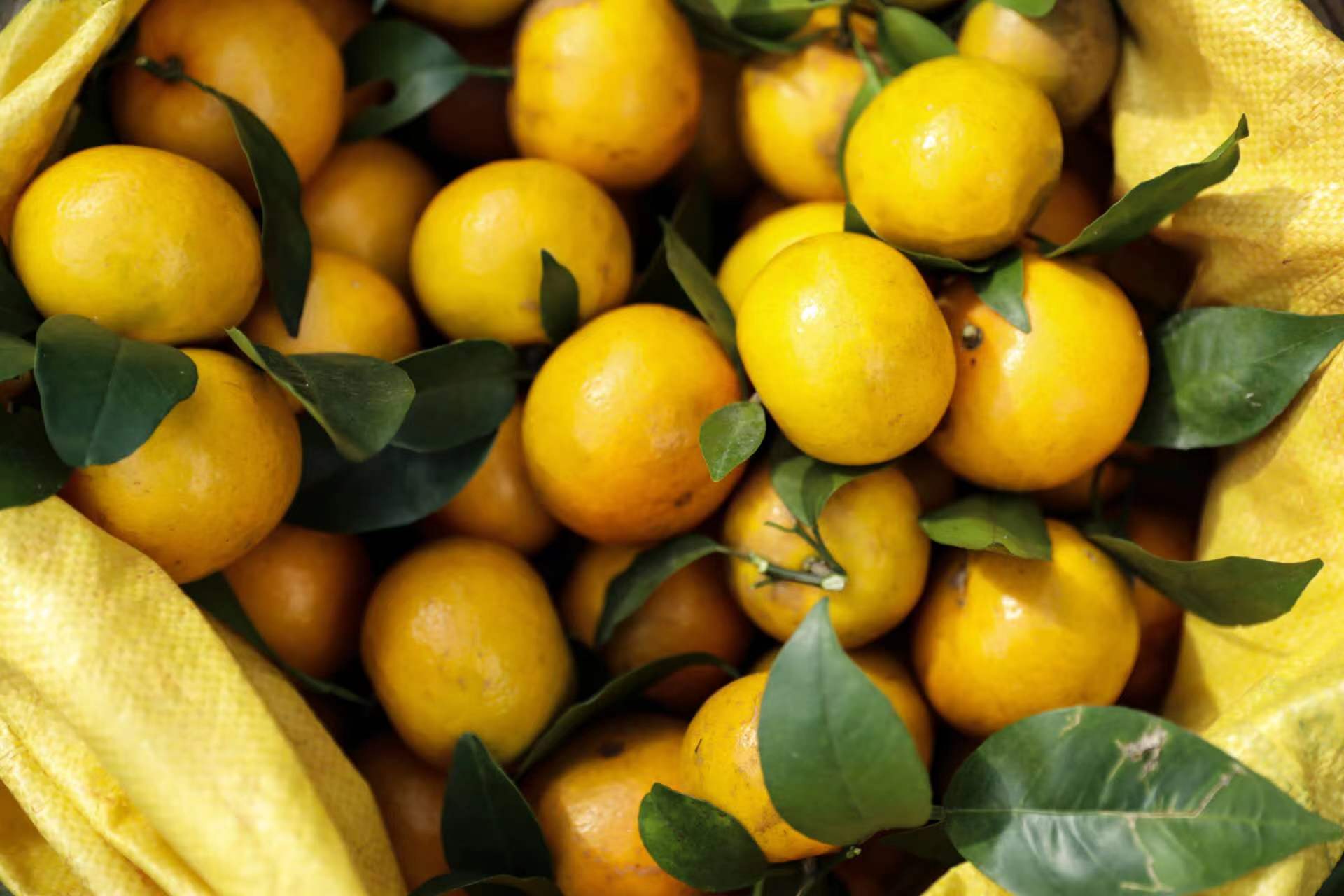 圖二:沃柑豐收 (圖片來源於容縣融媒體中心).jpg