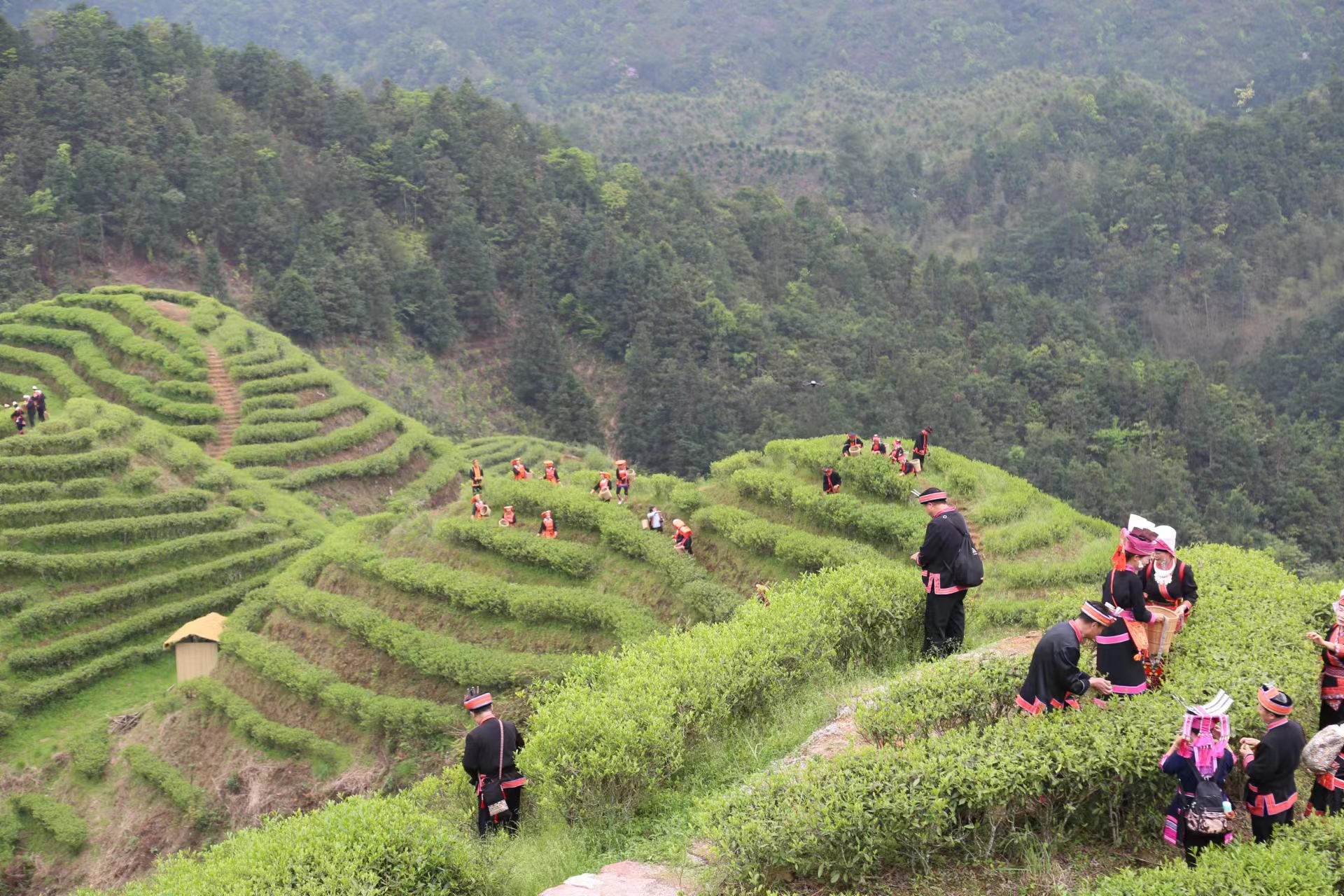 5.瑤韻茶業(yè)基地（來賓市融媒體中心供圖）.jpg