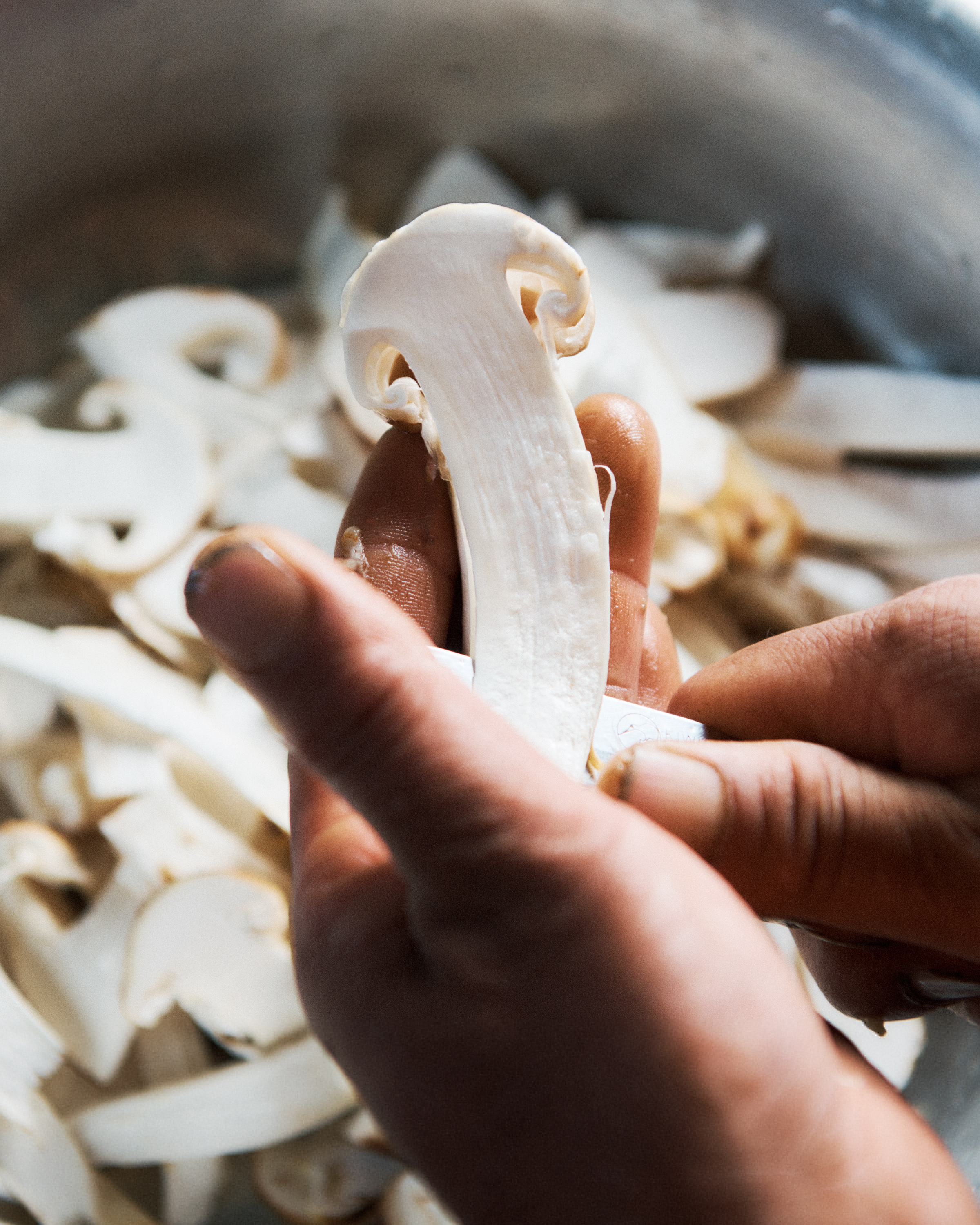 Mushrooms in Bhutan 6.jpg