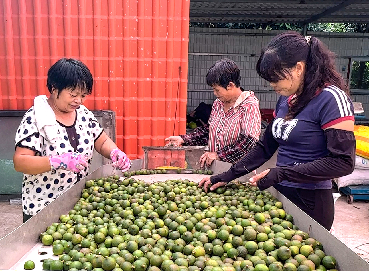 2.村民分揀澳洲堅(jiān)果(容縣融媒體中心 供圖).jpg