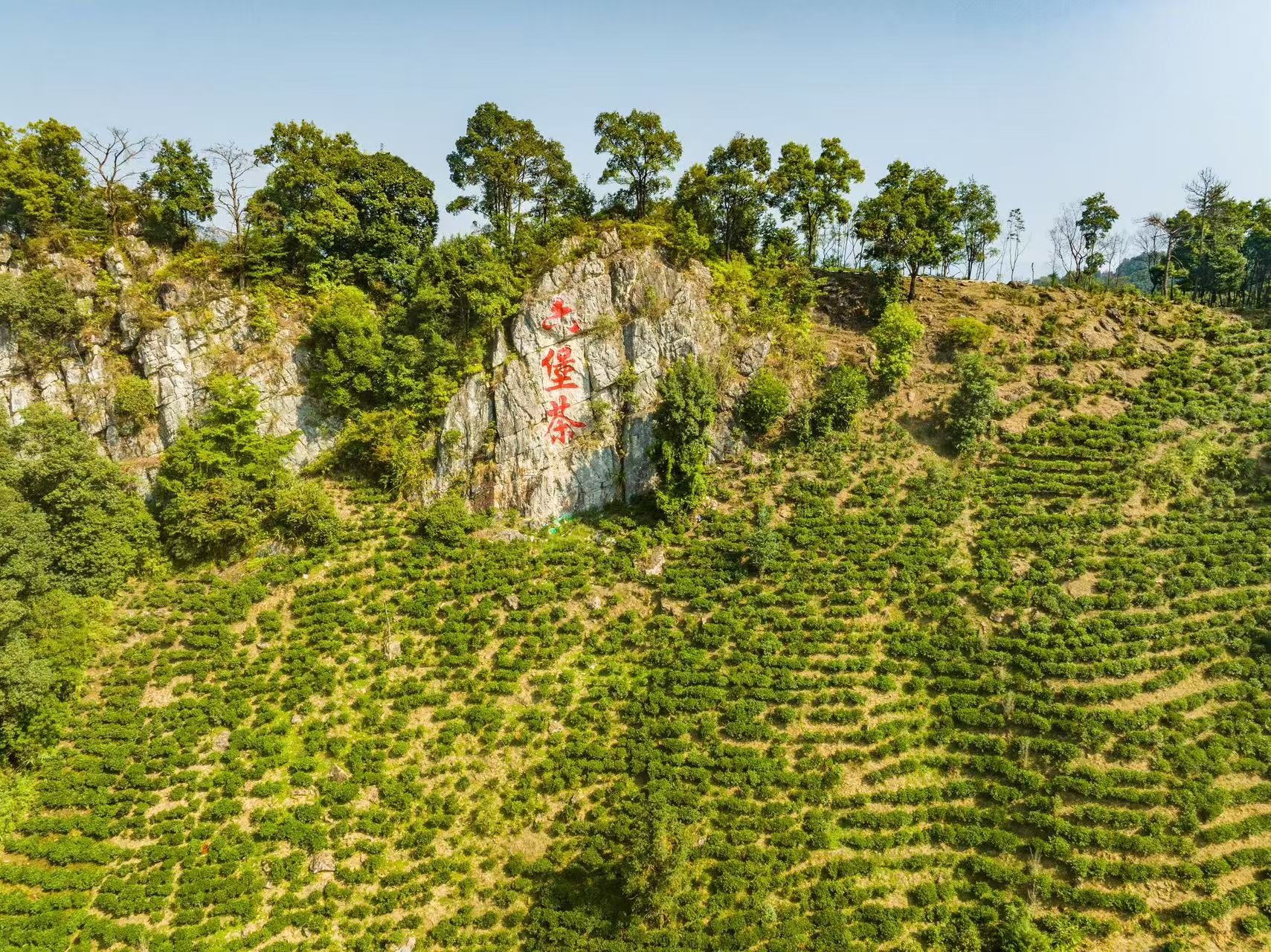 3。滿目青翠的六堡茶山（劉崢 攝）.jpg