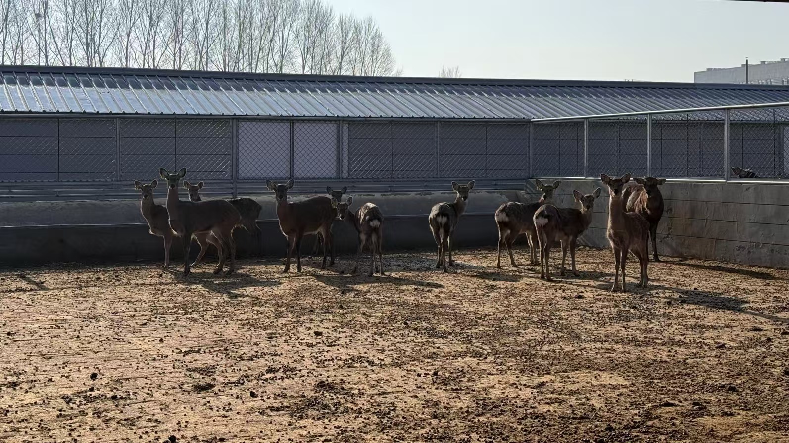 圖說(shuō)二：梅花鹿養(yǎng)殖場(chǎng).jpg