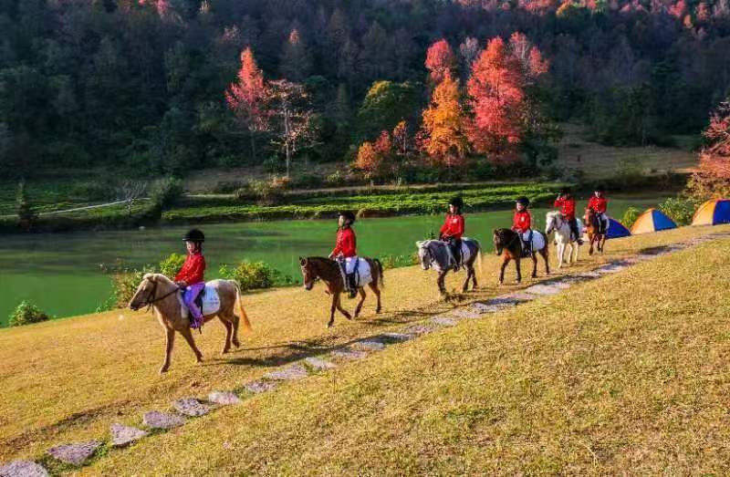 2.德保矮馬漫遊紅楓湖。黃靖 攝.jpg