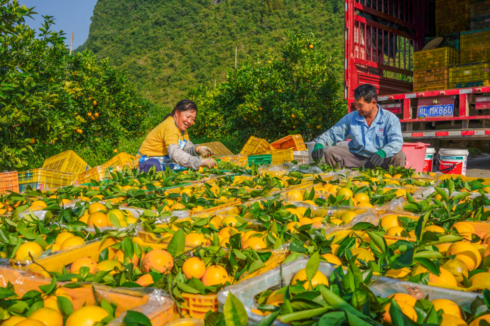 3、德保臍橙豐收。黃少將 攝.jpg