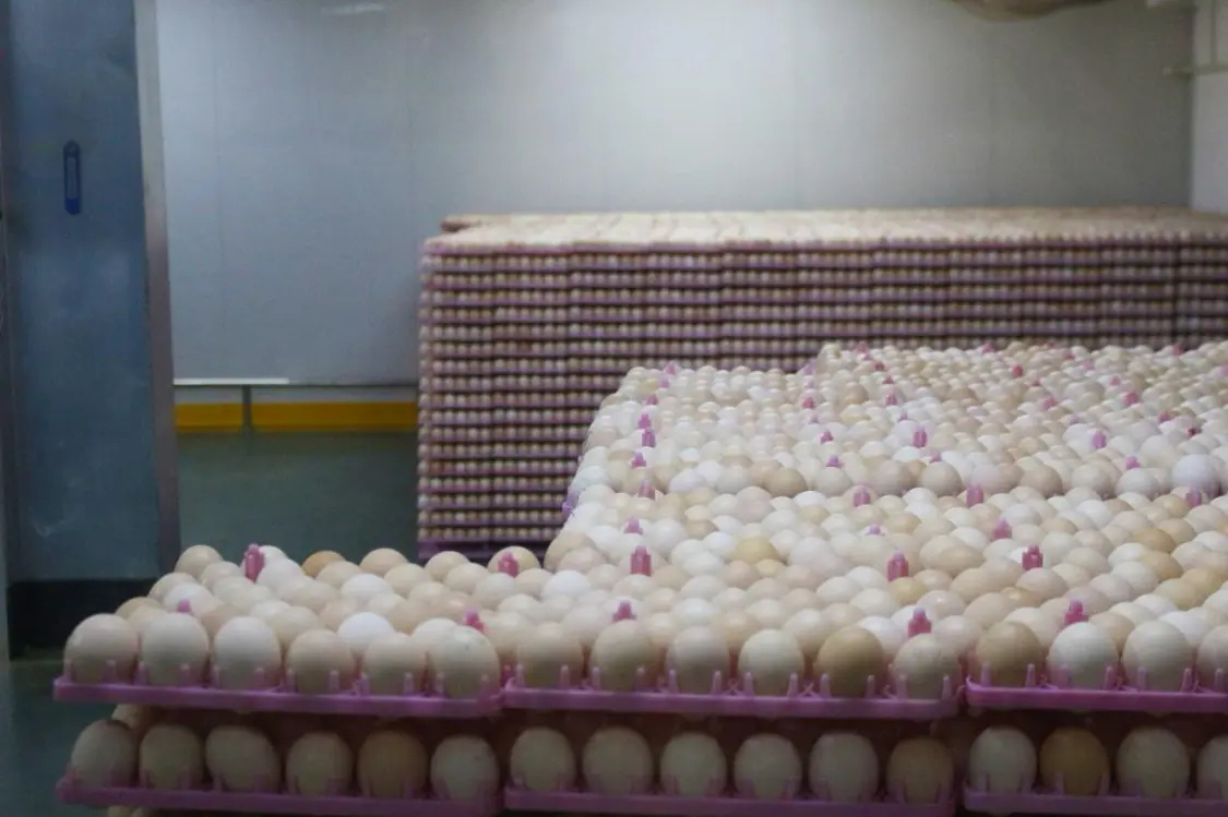 圖說二：種蛋正在庫房存放 將被送進(jìn)孵化室孵化.jpg