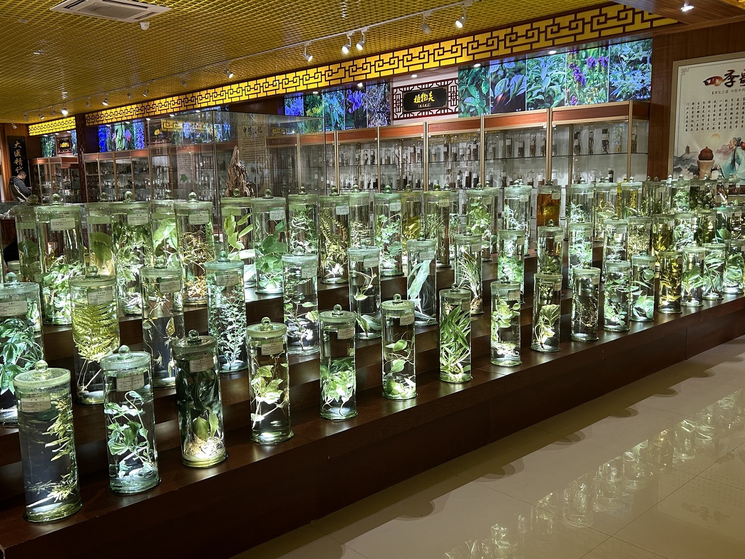 5、玉林銀豐國際中藥港展示的浸制標本.jpg