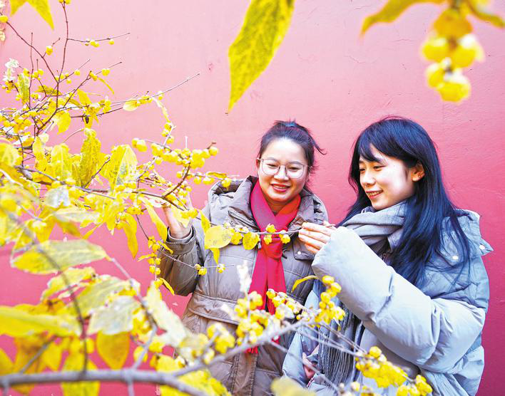 2.安徽巢湖：蠟梅朵朵開(kāi) 暗香隨風(fēng)來(lái).png