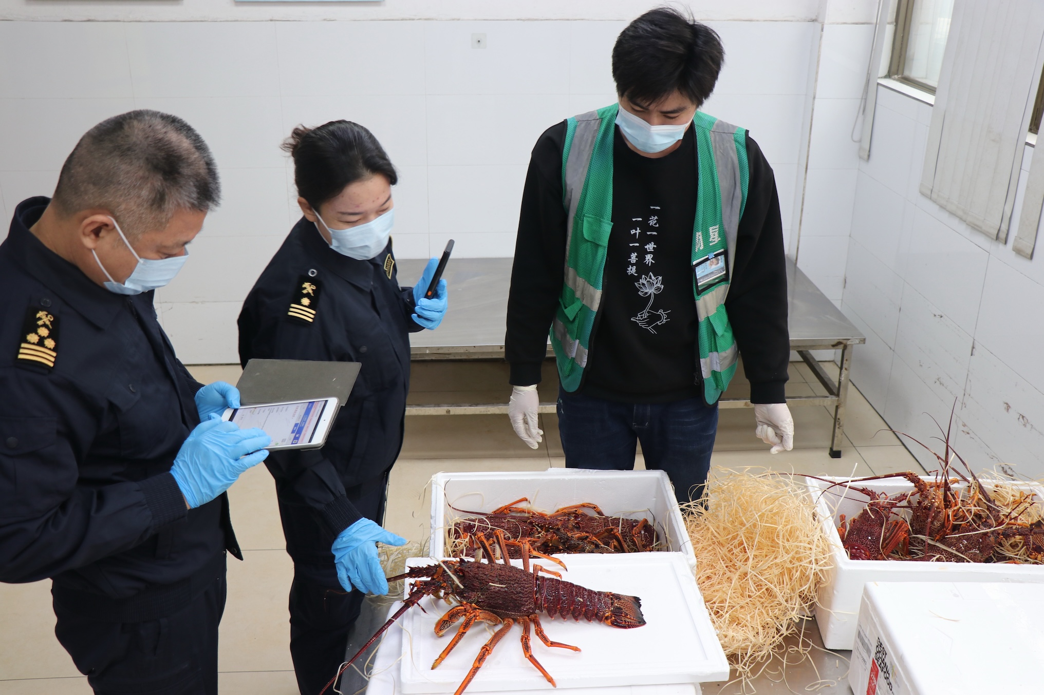 2.圖為：廣州海關(guān)所屬廣州白雲(yún)機場海關(guān)關(guān)員對進口巖龍蝦進行監(jiān)管2（唐希賢攝）.jpg