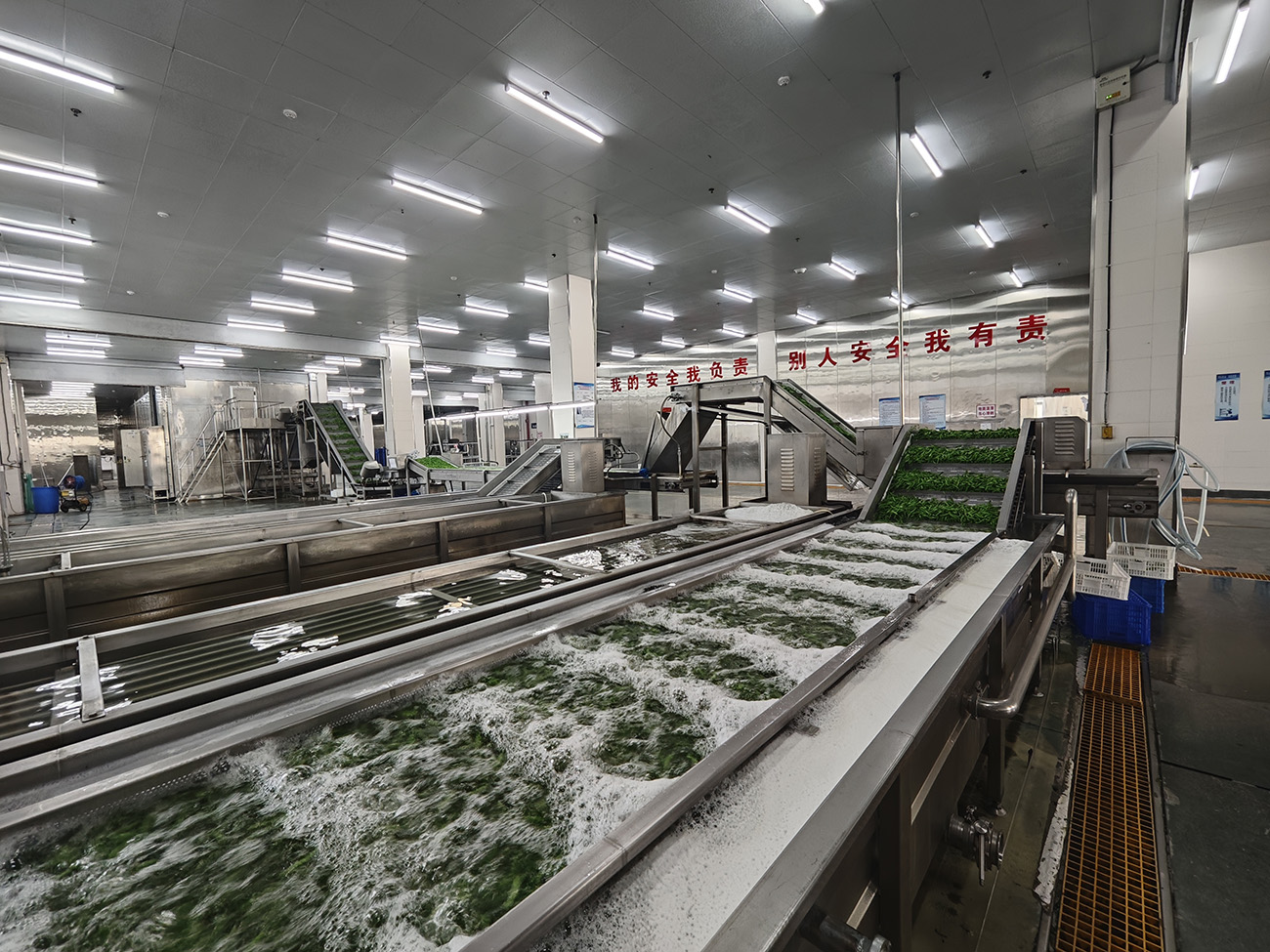 圖3：如皋市中皋農(nóng)產(chǎn)品科技發(fā)展有限公司已建成2條速凍蔬菜和1條速凍玉米全自動(dòng)生產(chǎn)線。.jpg
