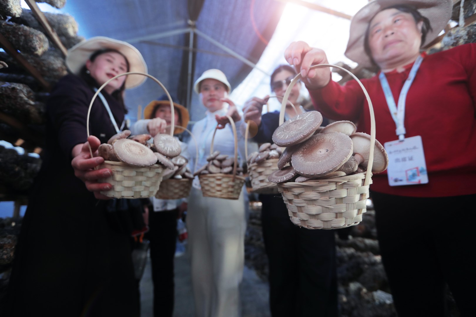 香菇採摘體驗(yàn).JPG