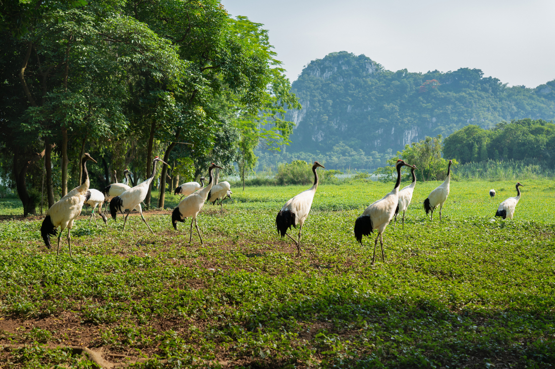 4.星湖國家濕地公園丹頂鶴   攝影： 邱俊杰.jpg