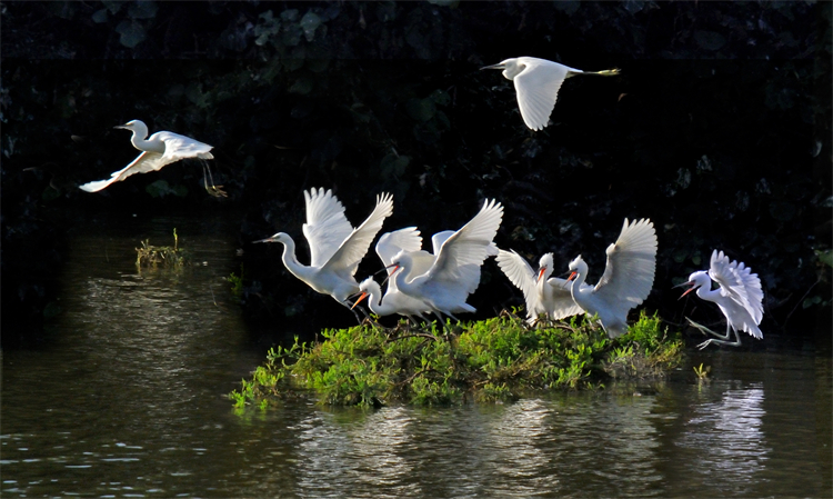攝影：何異能-星湖白鷺  必用.jpg
