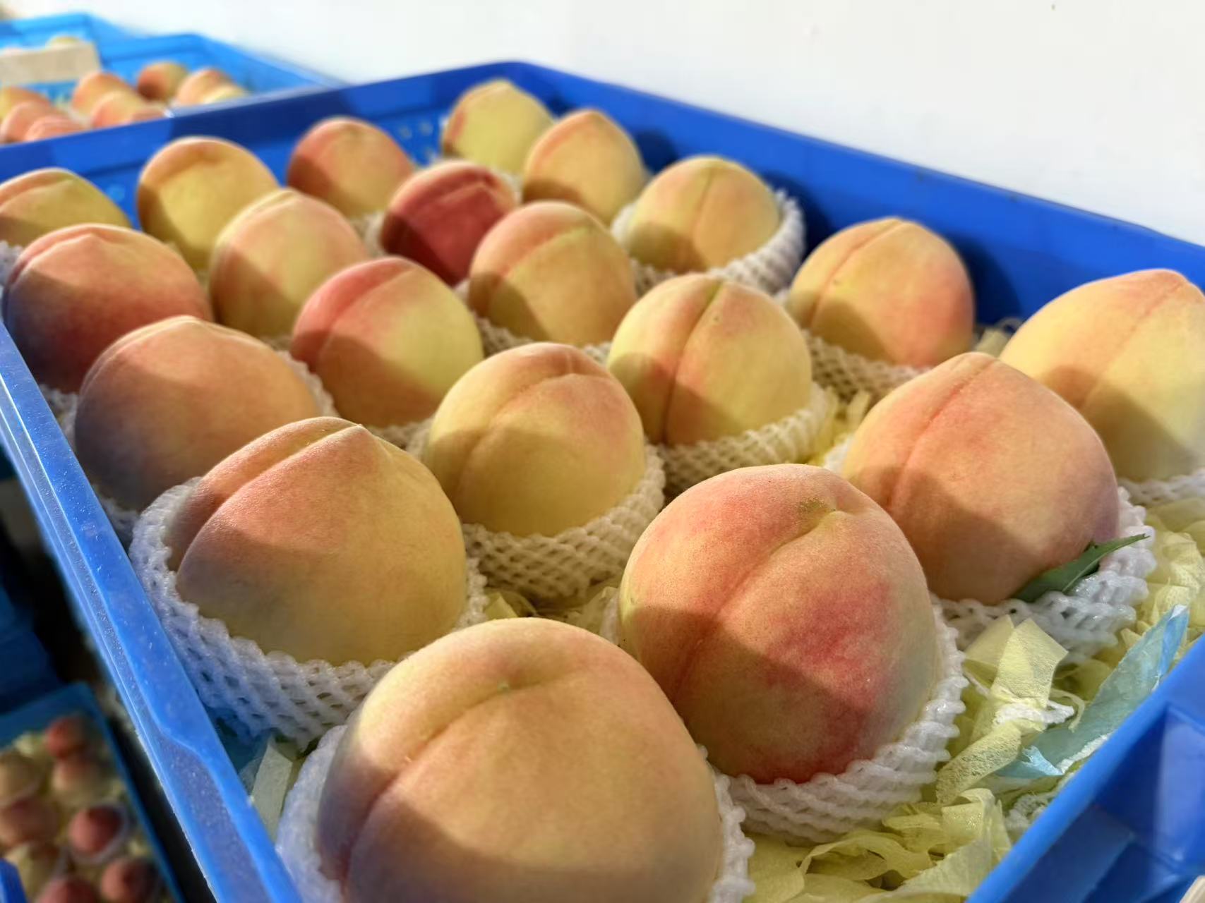 圖一：陽山水蜜桃 .jpg