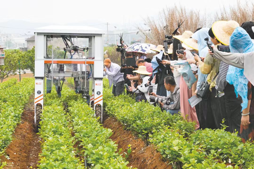 3、在橫州市中華茉莉園，AI智能機(jī)械人化身「採(cǎi)茶工」穿梭花田，提高了採(cǎi)摘效率。（葉子榕 攝）.jpg
