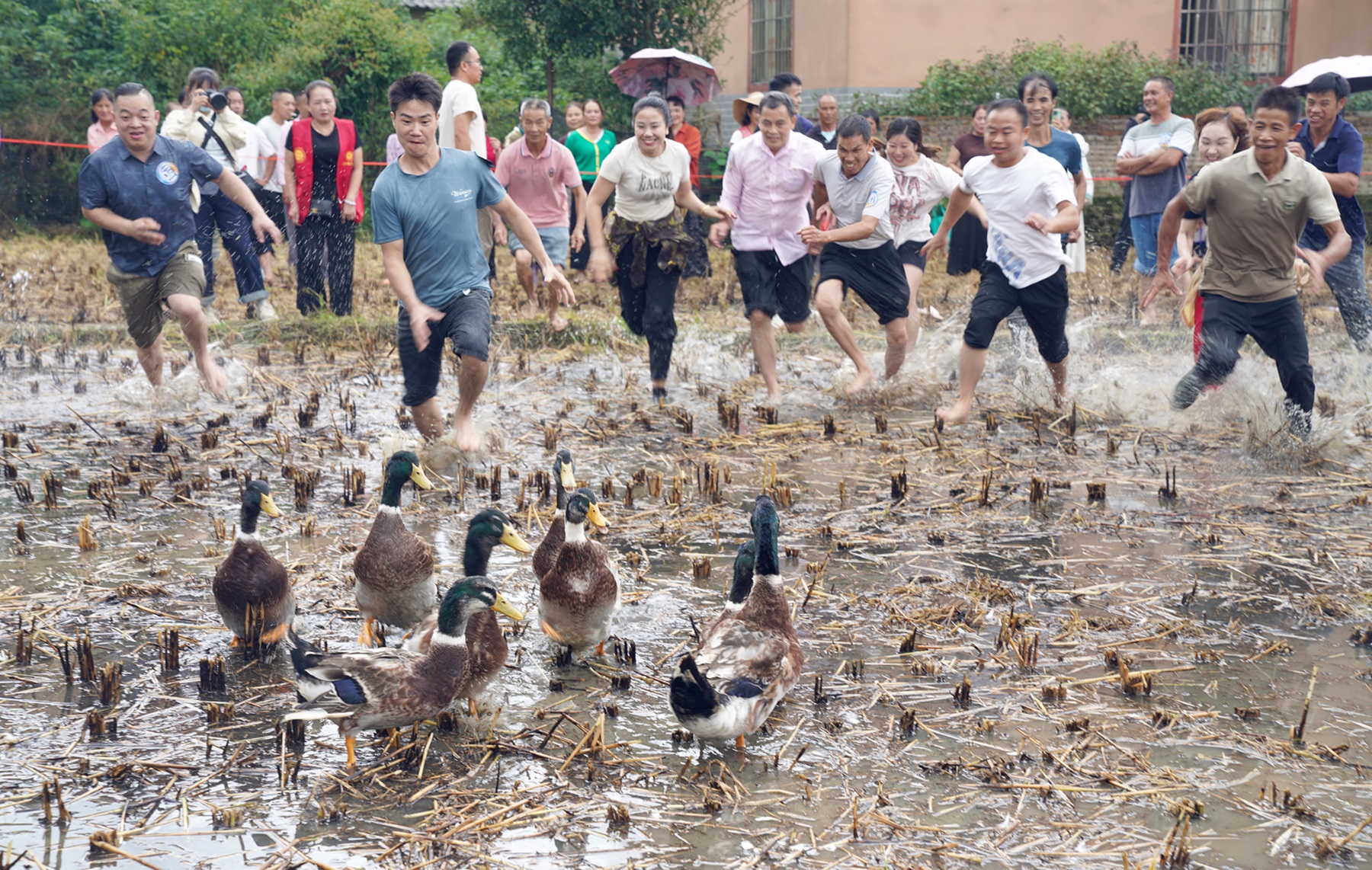 圖四：圖為抓鴨子活動(dòng)現(xiàn)場(chǎng) 賀州市融媒體中心供圖.JPG