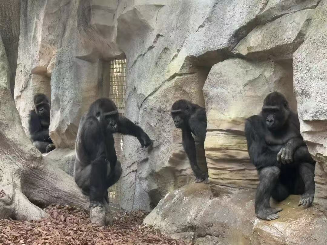 圖一：四隻來自荷蘭的大猩猩（紅山動(dòng)物園供圖）.jpg