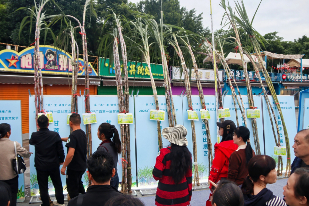 3、甘蔗評比展區(qū)（主辦方供圖）.jpg